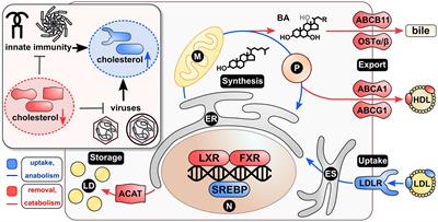 Endosomal Cholesterol in Viral Infections – A Common Denominator?